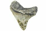 Serrated, Fossil Megalodon Tooth - North Carolina #297271-1